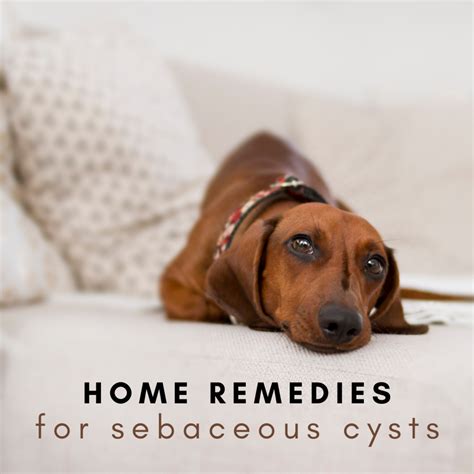 Epsom salts are made up of magnesium, sulfur and oxygen. . Sebaceous cyst dog topical treatment